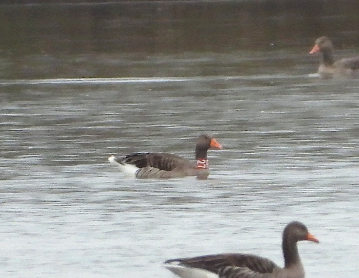 Boz Kaz - ML644689192