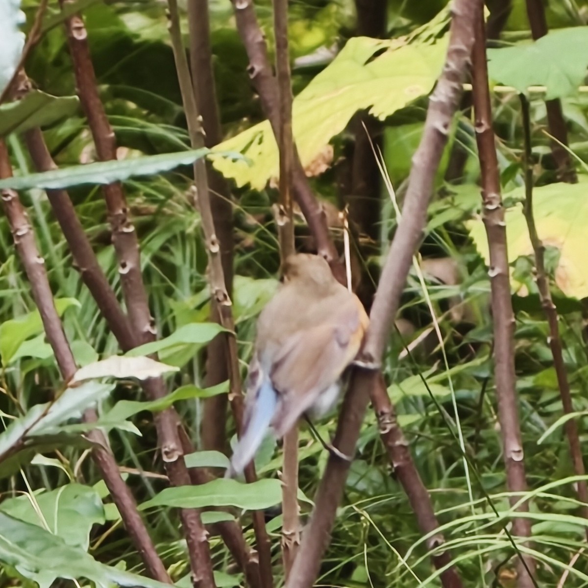 Mavi Kuyruklu Bülbül - ML644689193