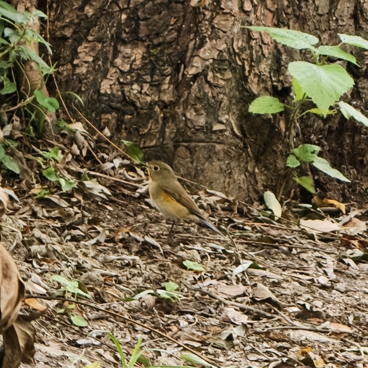 Mavi Kuyruklu Bülbül - ML644689194