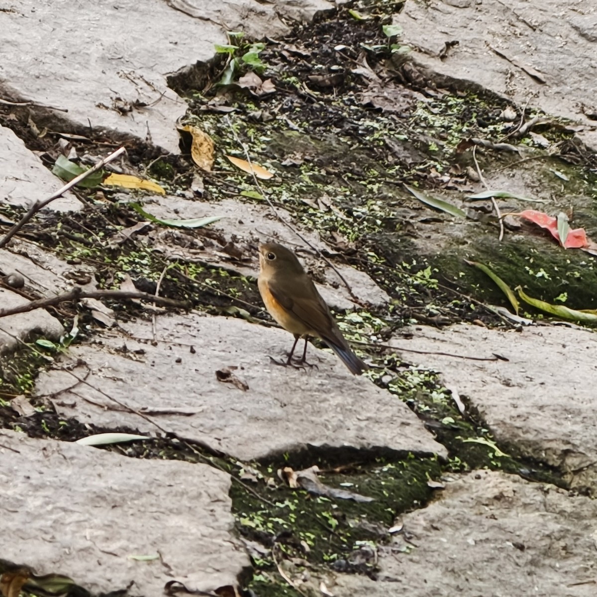 Mavi Kuyruklu Bülbül - ML644689195