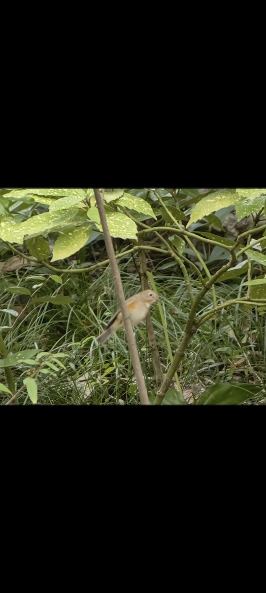 Mavi Kuyruklu Bülbül - ML644689196