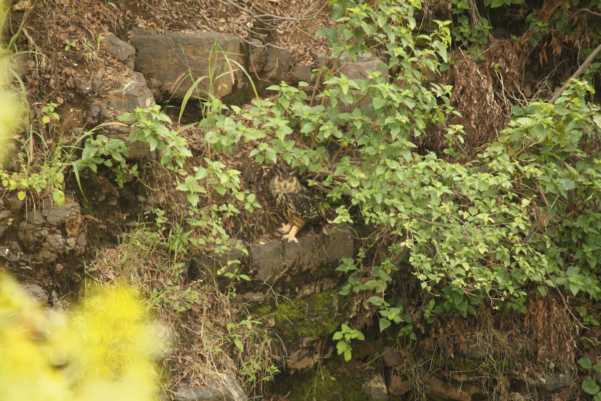 Hint Puhusu - ML644689198