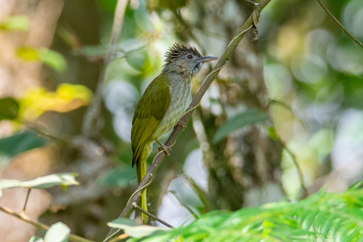 Mcclelland Arapbülbülü - ML644689199