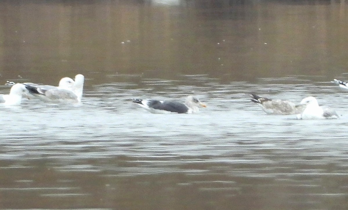 Kara Sırtlı Martı - ML644689200