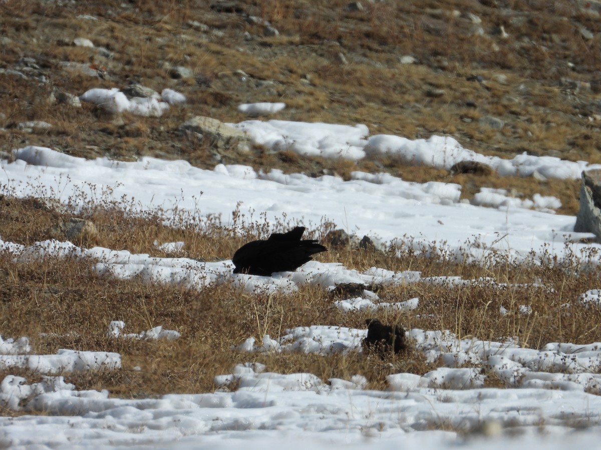Kırmızı Gagalı Dağ Kargası - ML644689201