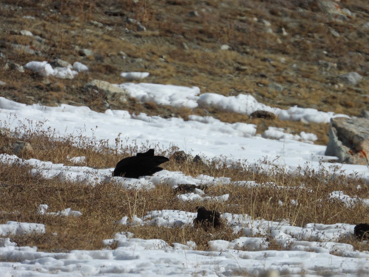 Kırmızı Gagalı Dağ Kargası - ML644689202