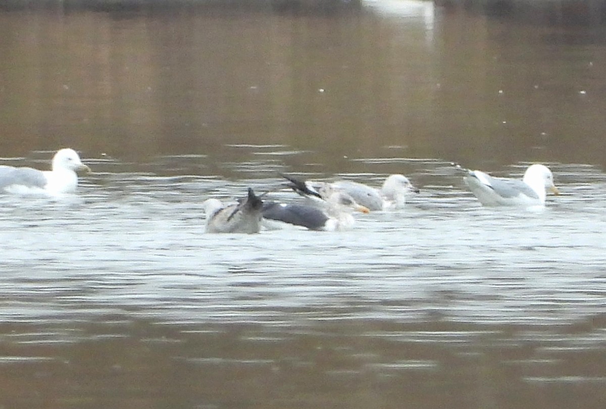 Kara Sırtlı Martı - ML644689203