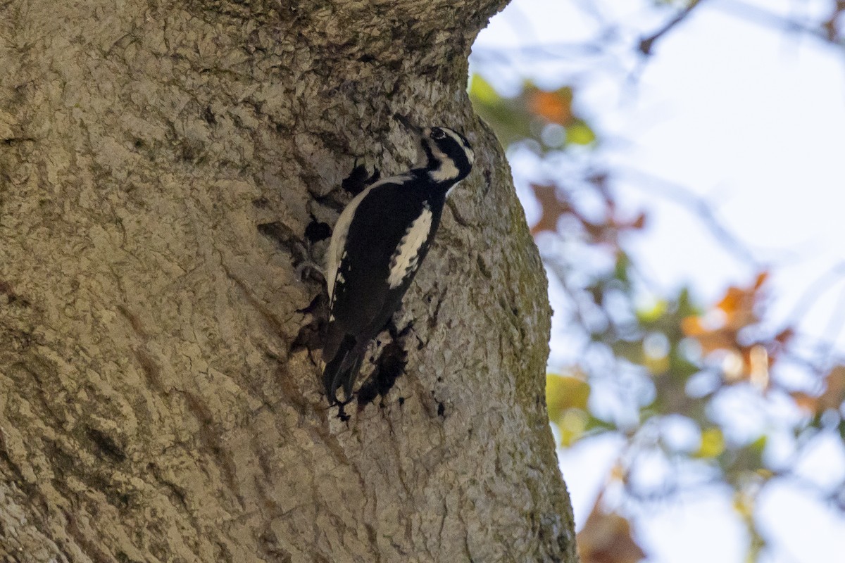 Sert Tüylü Ağaçkakan - ML644689204