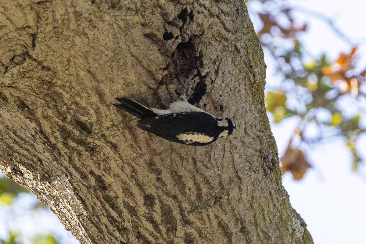 Sert Tüylü Ağaçkakan - ML644689205