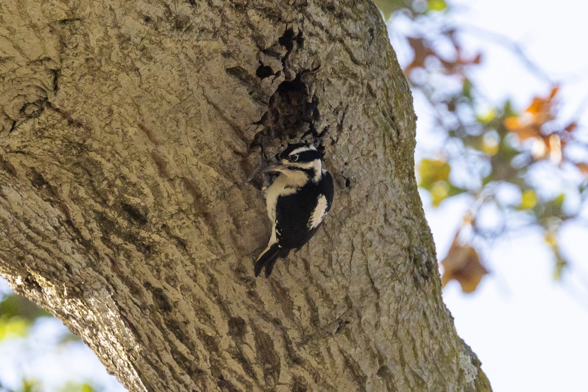 Sert Tüylü Ağaçkakan - ML644689206