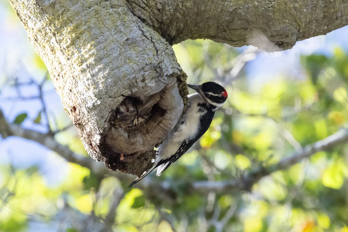 Sert Tüylü Ağaçkakan - ML644689207