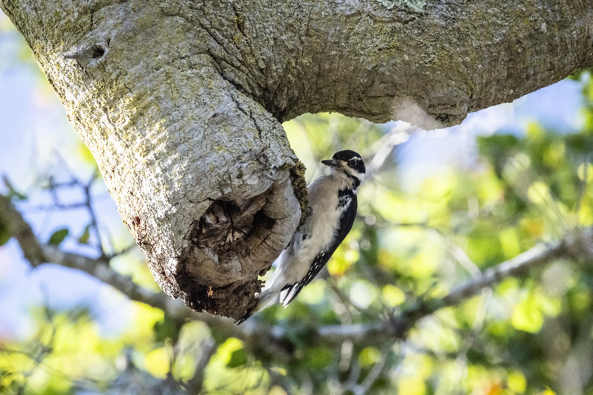 Sert Tüylü Ağaçkakan - ML644689208