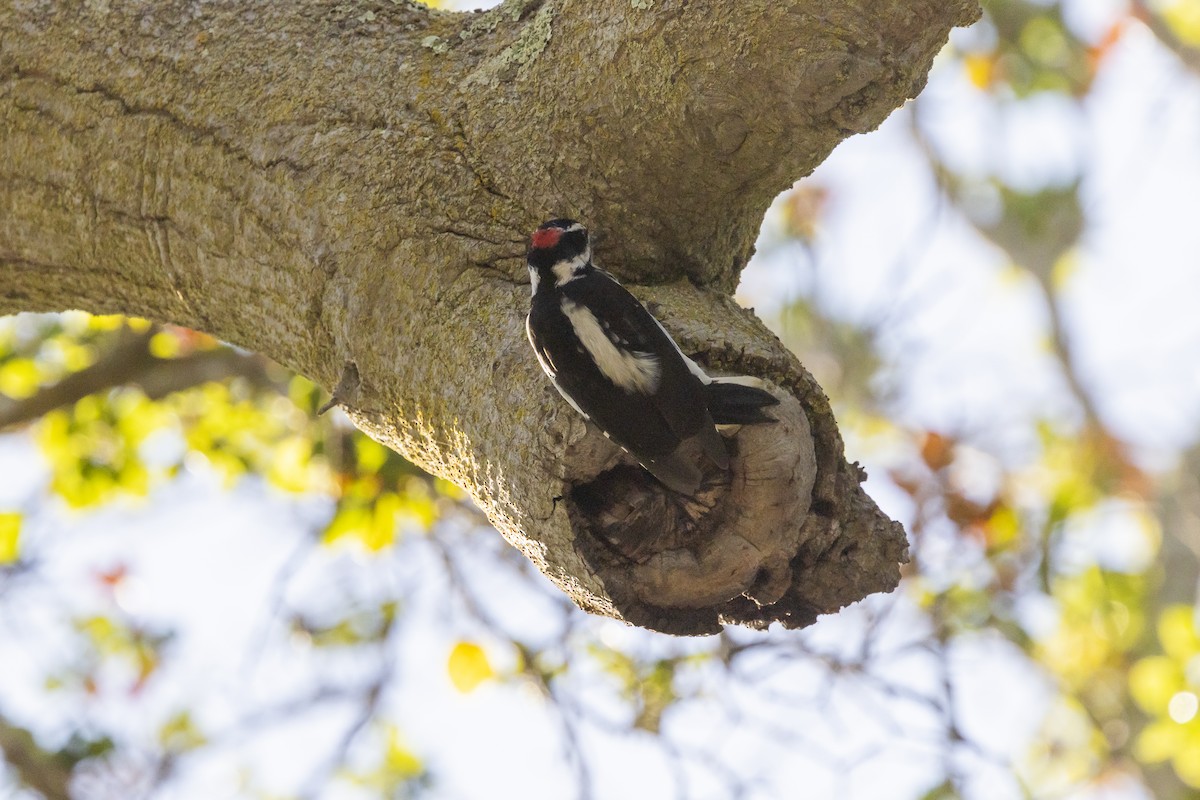 Sert Tüylü Ağaçkakan - ML644689209