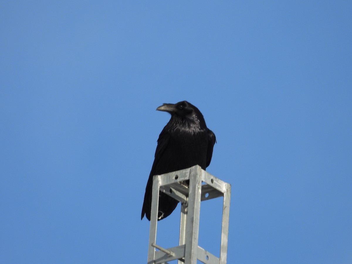 Kuzgun - ML644689212