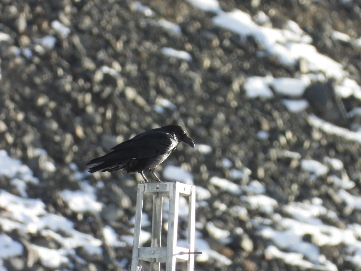 Kuzgun - ML644689213