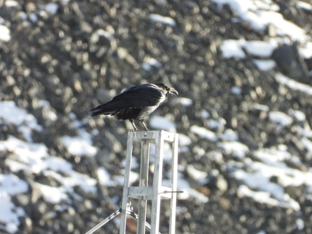 Kuzgun - ML644689214