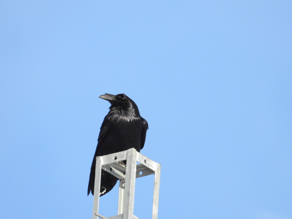 Kuzgun - ML644689215