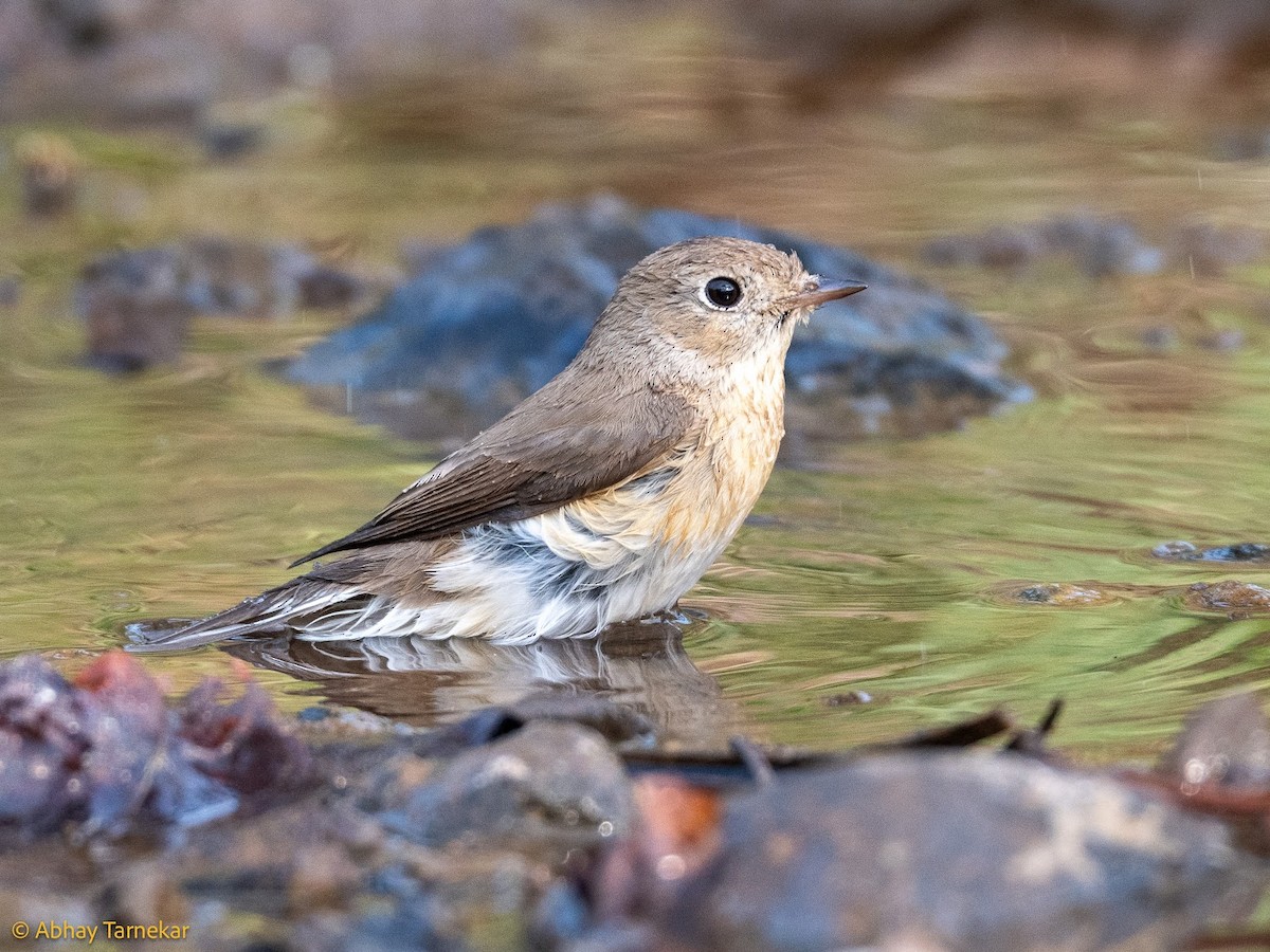 Küçük Sinekkapan - ML644689217