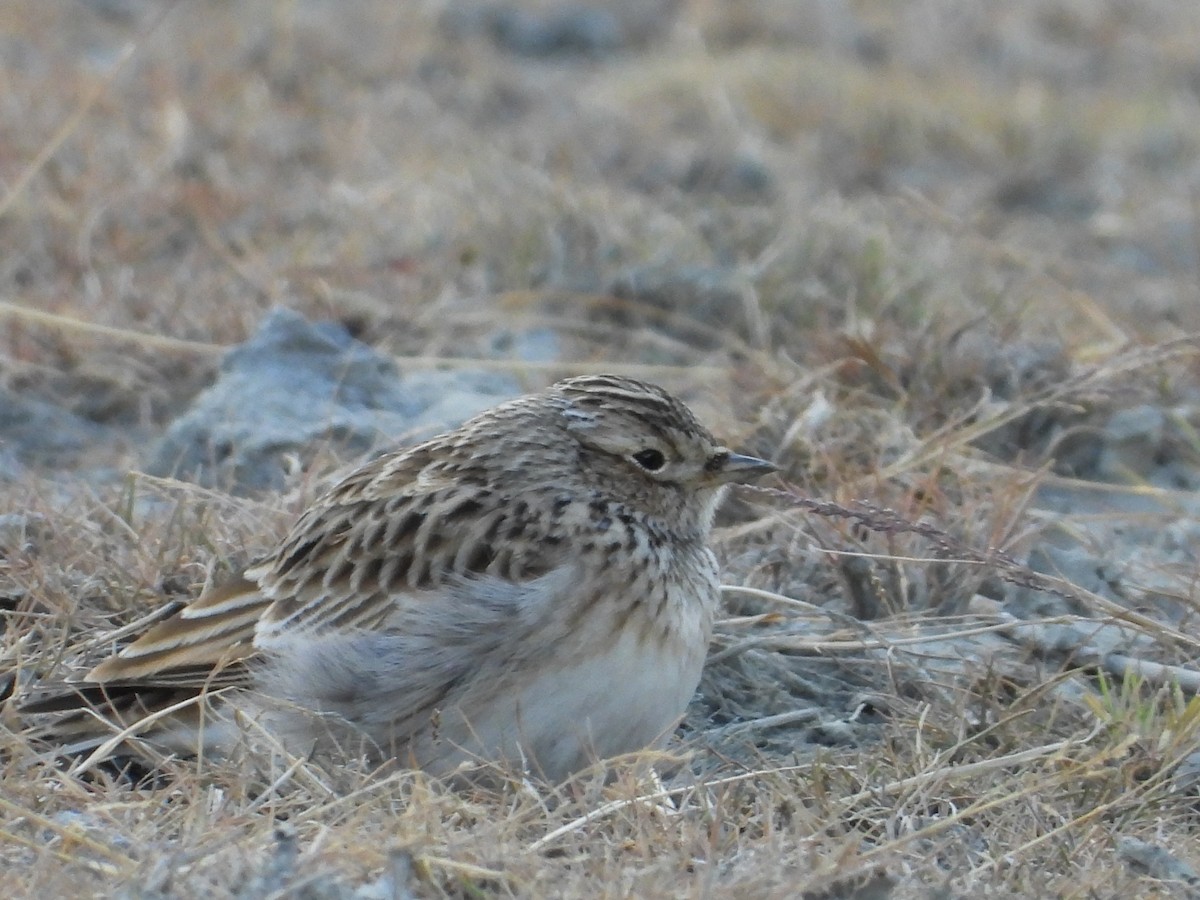 Tarlakuşu - ML644689219