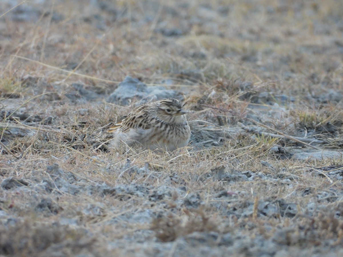 Eurasian Skylark - ML644689220