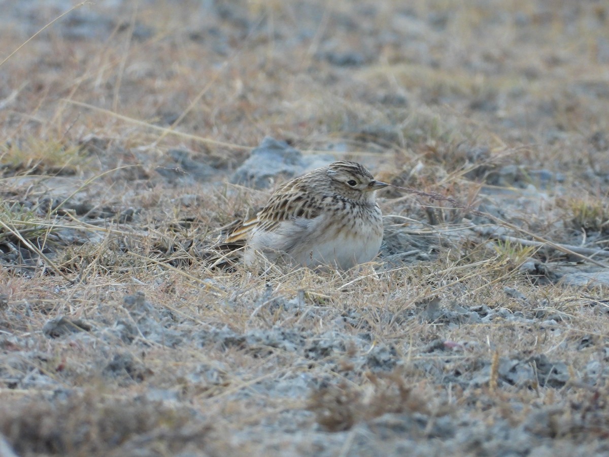 Eurasian Skylark - ML644689221