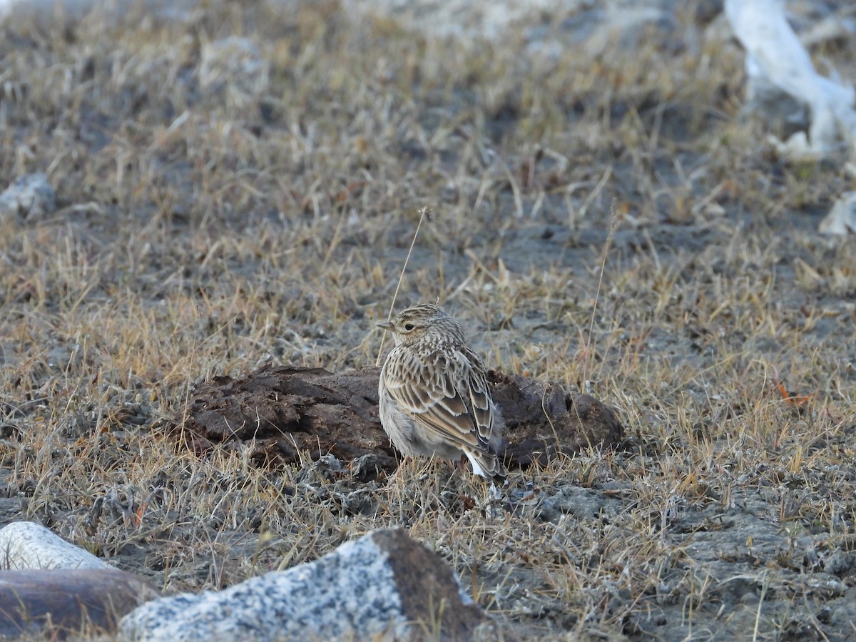 Eurasian Skylark - ML644689222