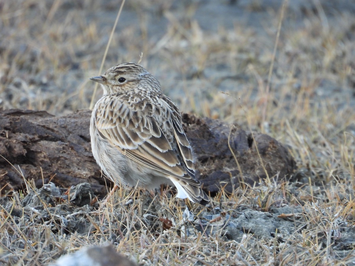 Eurasian Skylark - ML644689223