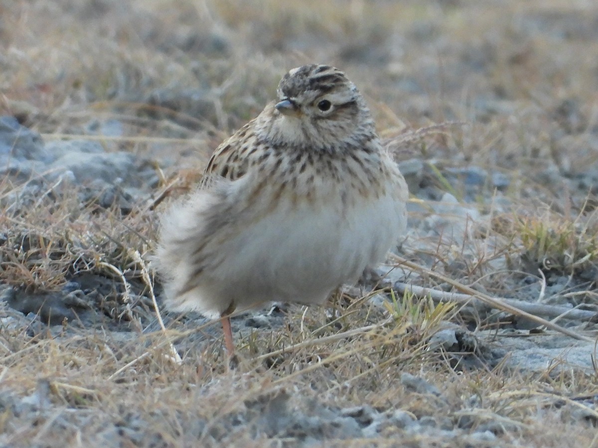 Eurasian Skylark - ML644689225