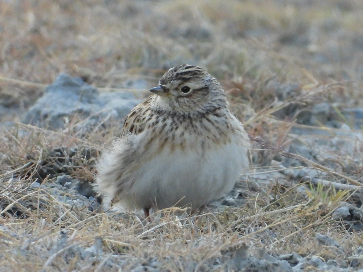 Eurasian Skylark - ML644689226