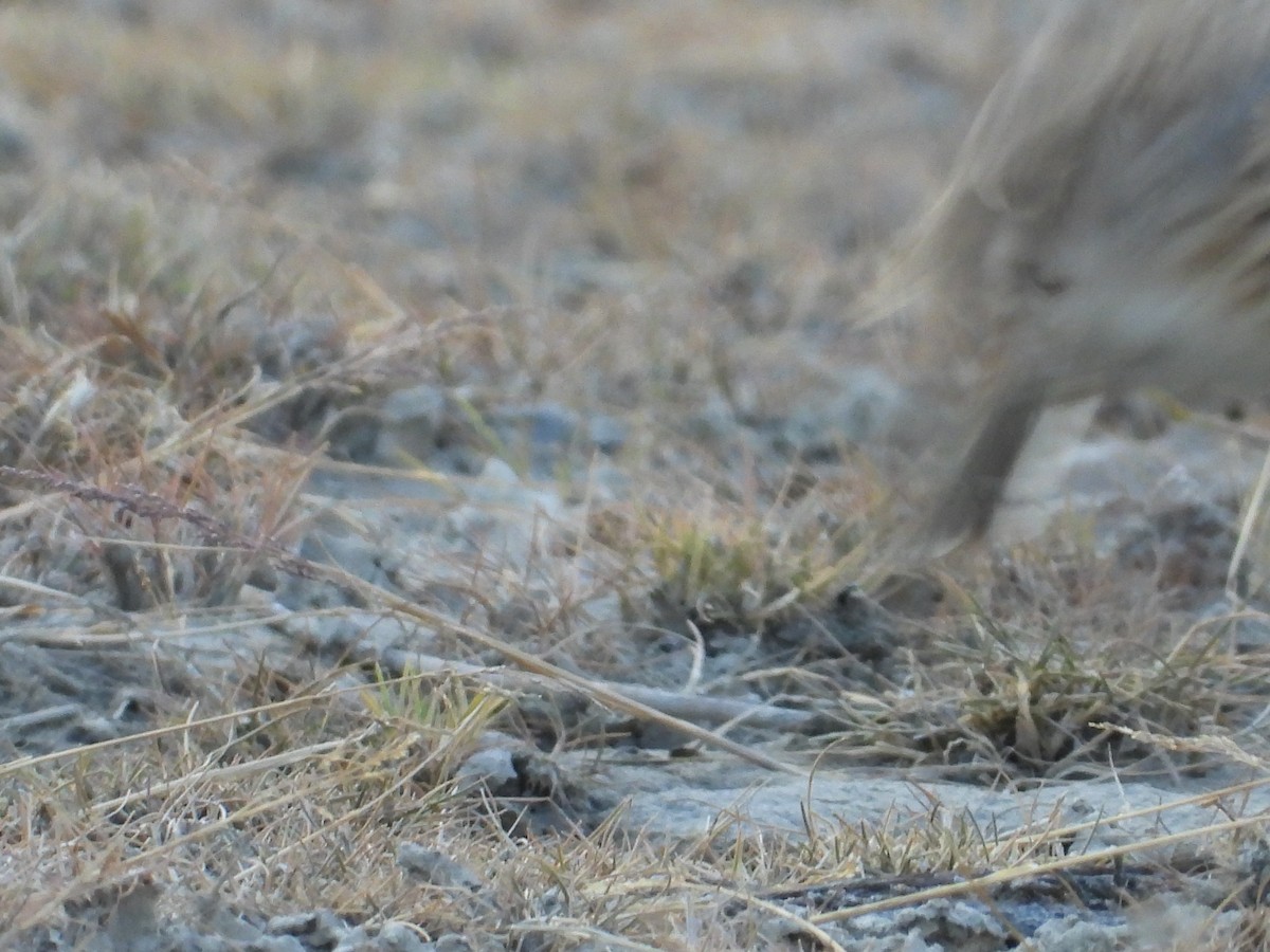 Eurasian Skylark - ML644689227