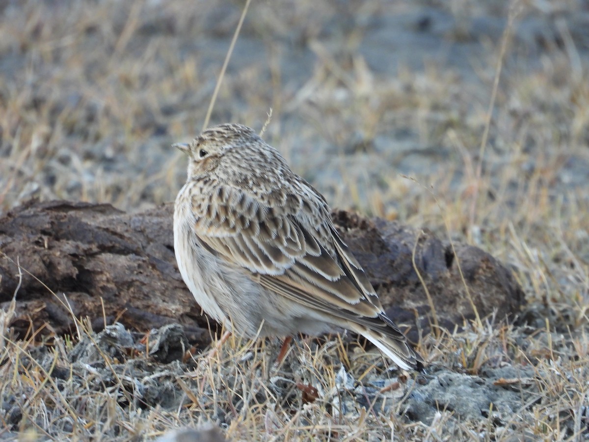 Eurasian Skylark - ML644689228