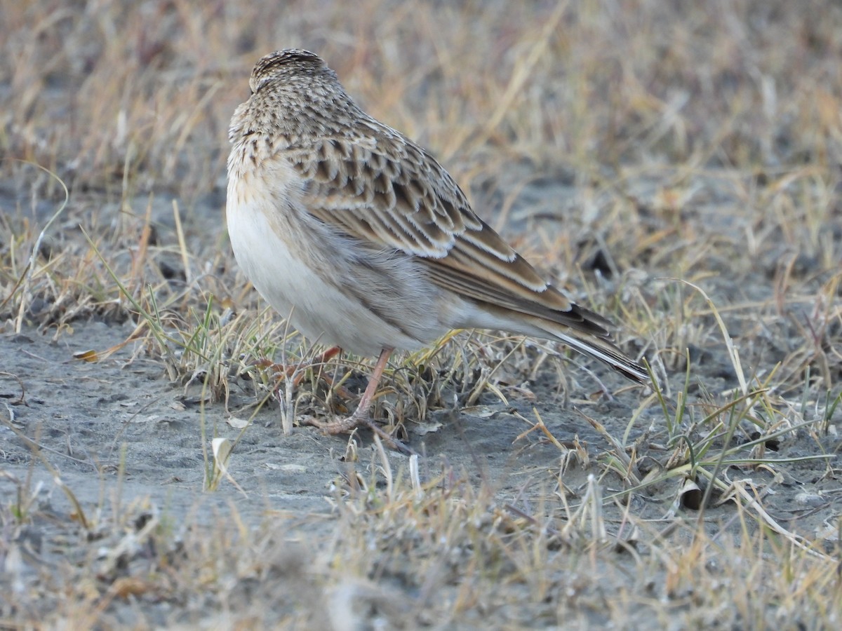 Eurasian Skylark - ML644689229