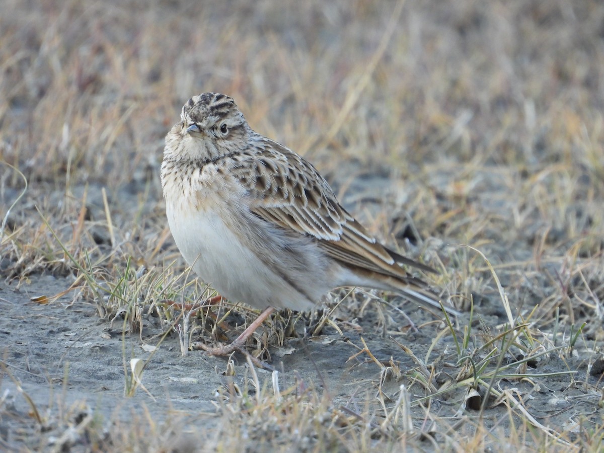 Eurasian Skylark - ML644689230