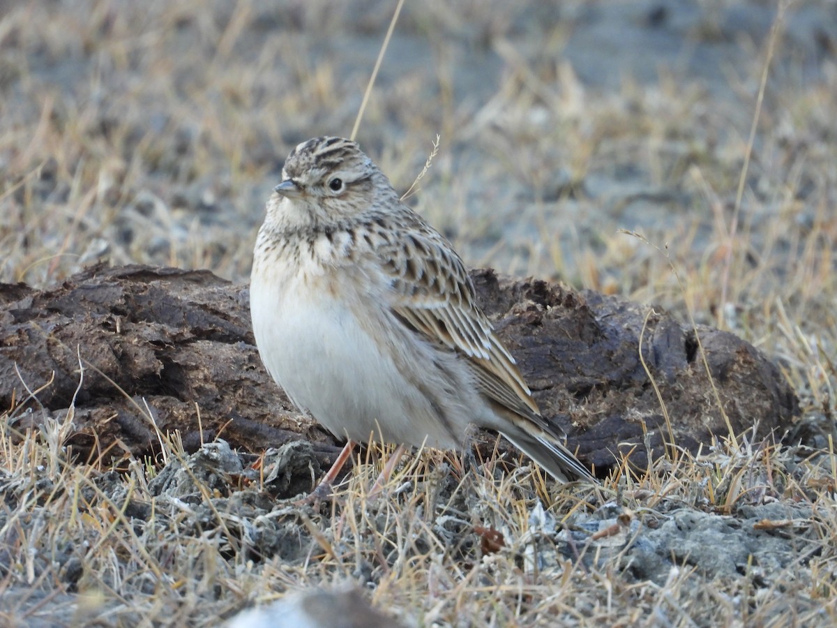 Eurasian Skylark - ML644689231