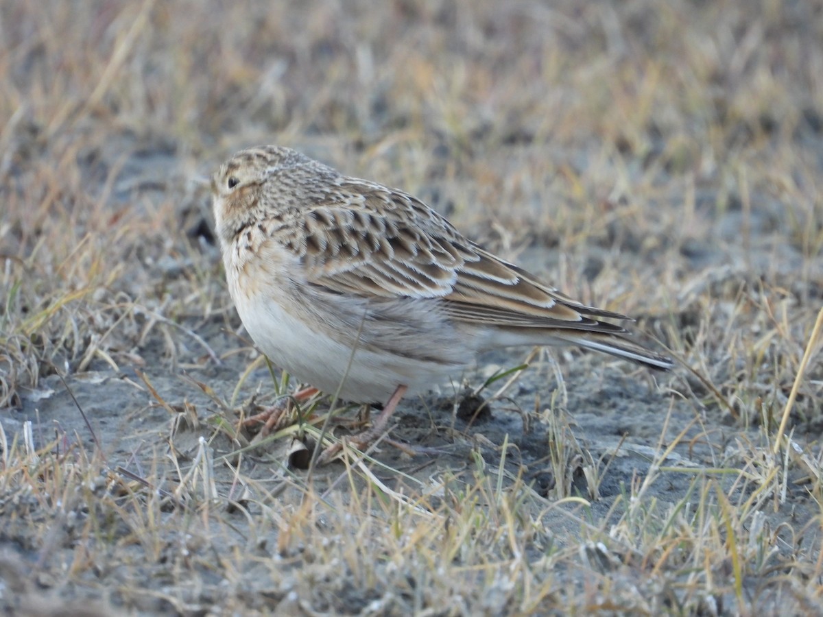 Eurasian Skylark - ML644689232