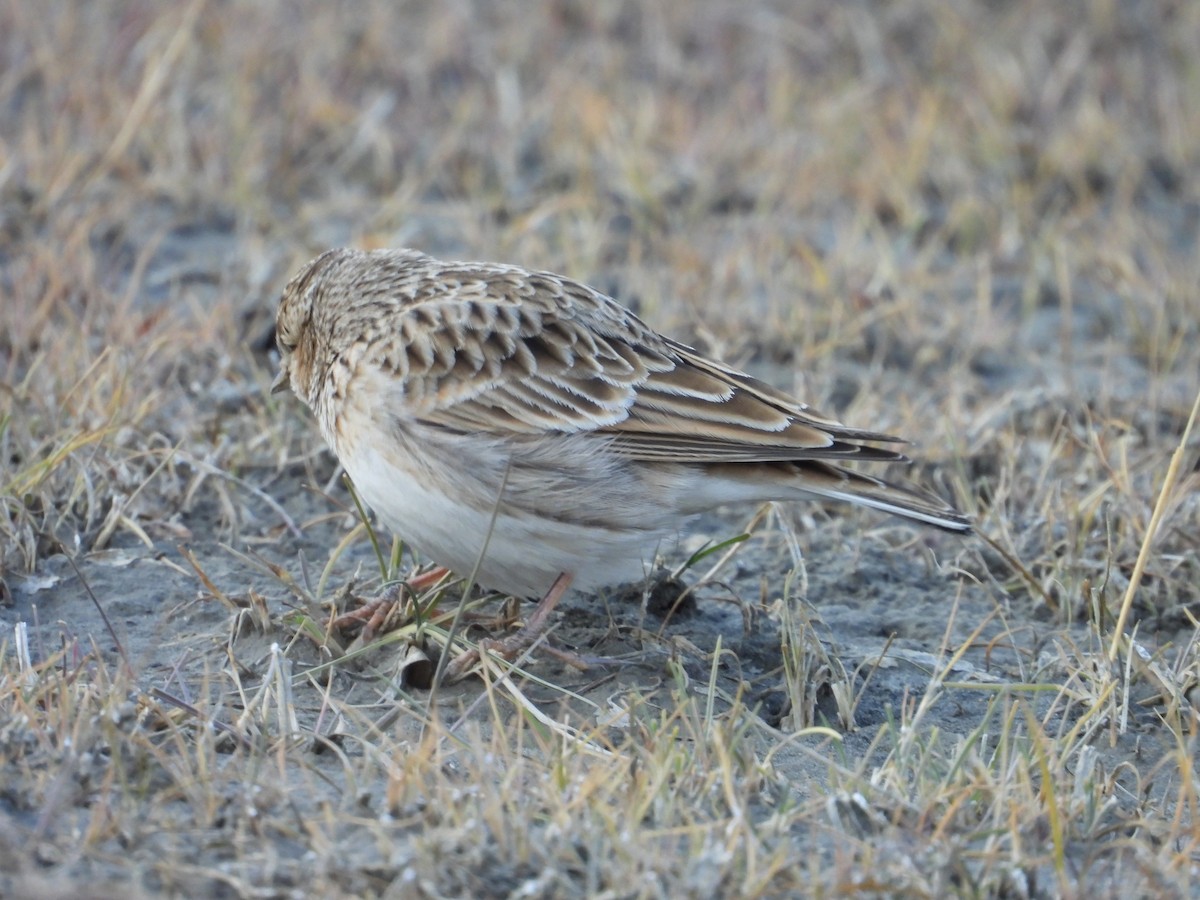 Eurasian Skylark - ML644689233