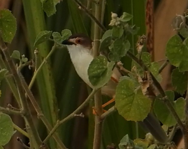 Timalí Ojigualdo - ML644689236