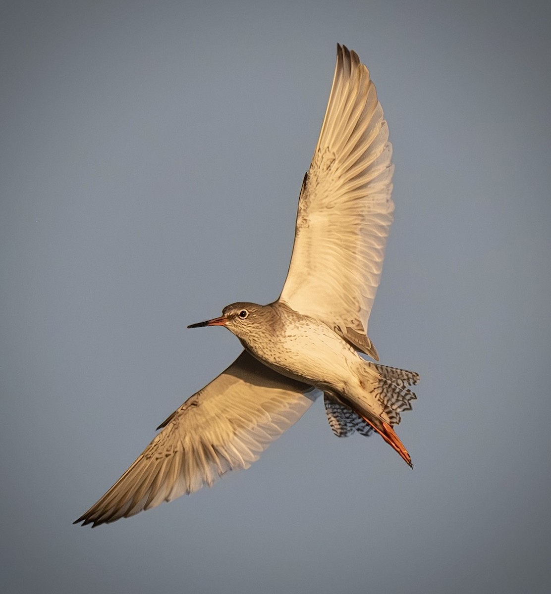 アカアシシギ - ML644689237