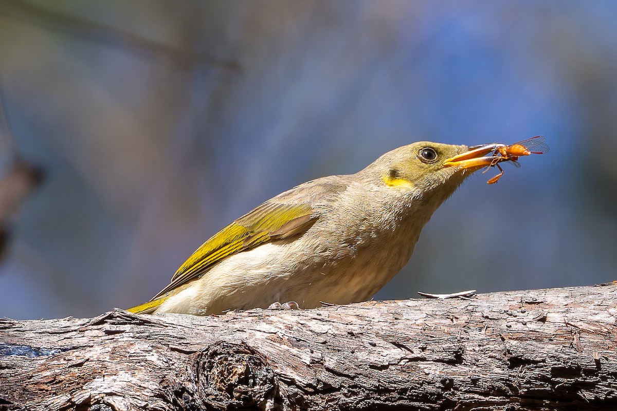Fuscous Honeyeater - ML644689238