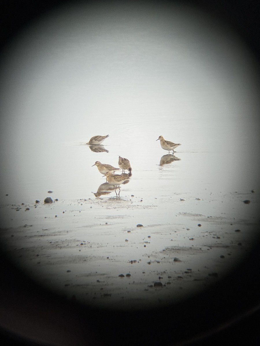 Sharp-tailed Sandpiper - ML644689241