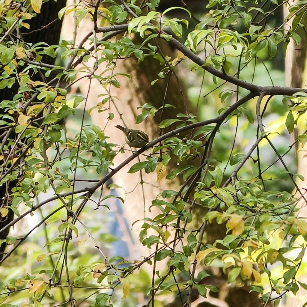 Pallas's Leaf Warbler - ML644689242