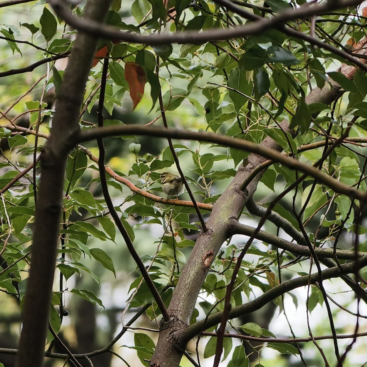 Pallas's Leaf Warbler - ML644689243