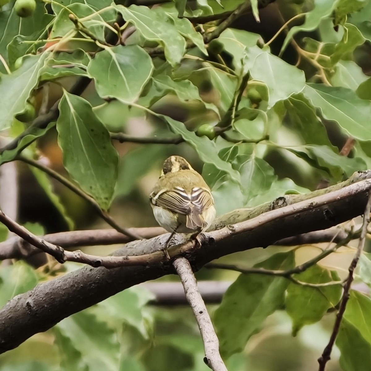 Pallas's Leaf Warbler - ML644689244