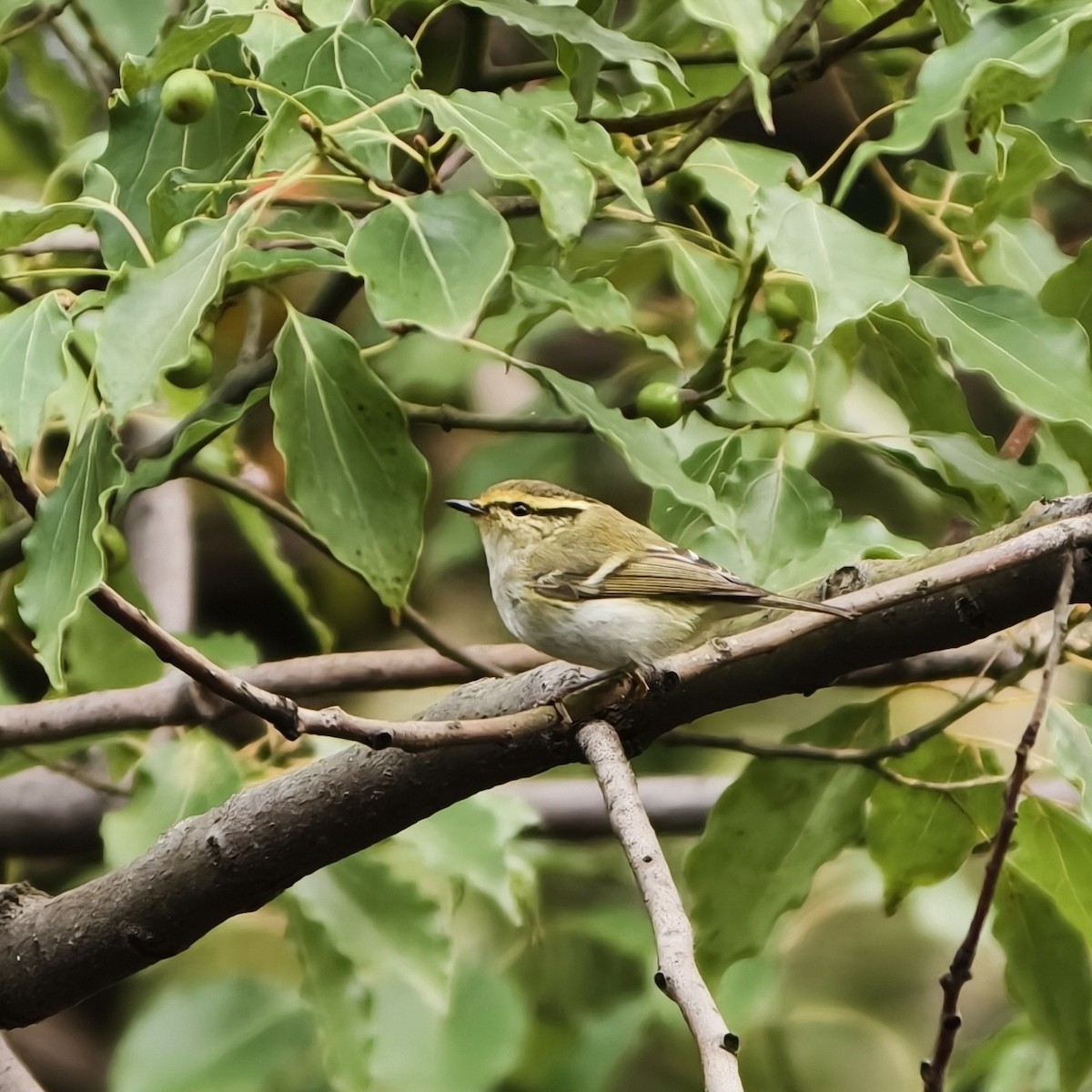 Pallas's Leaf Warbler - ML644689245