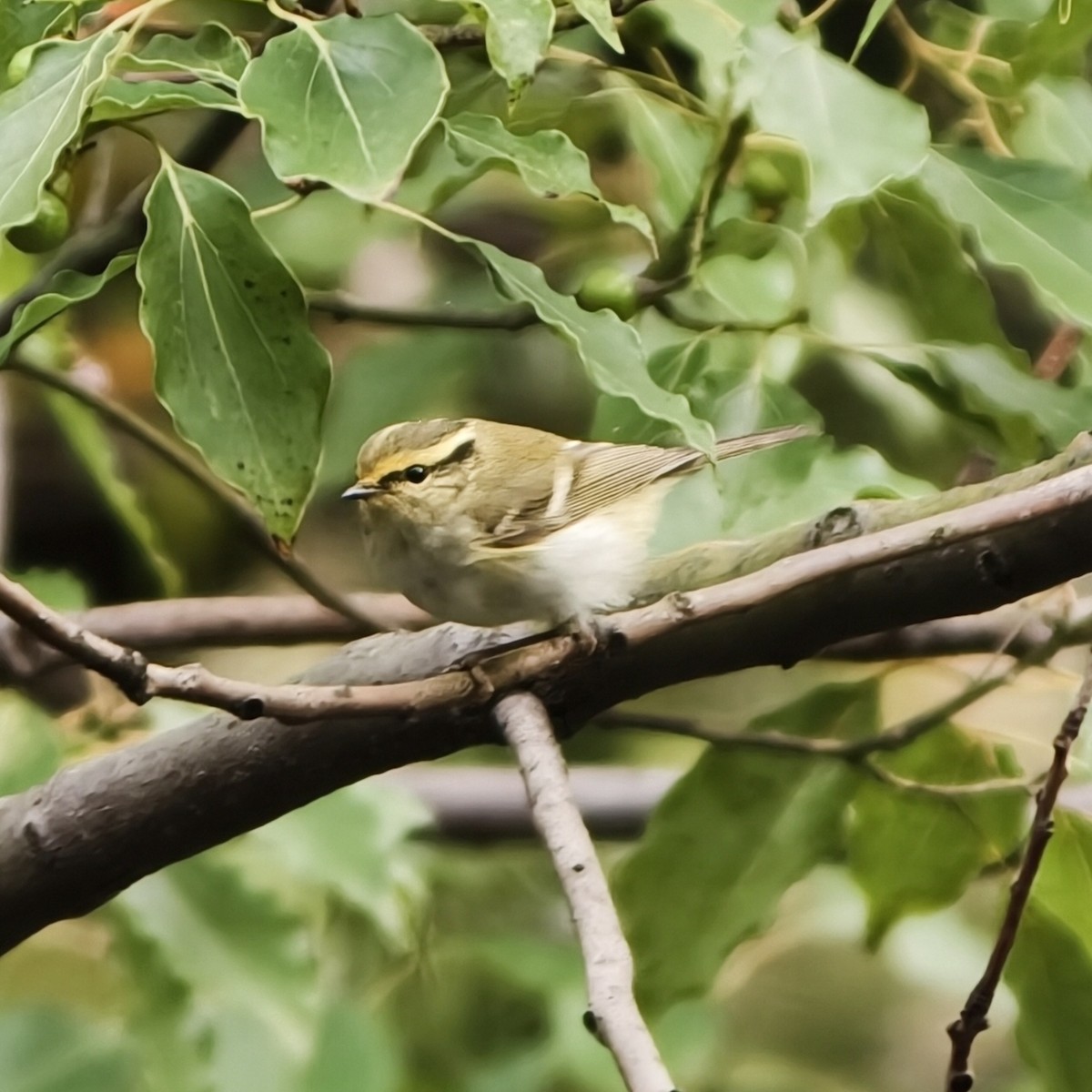 Pallas's Leaf Warbler - ML644689246