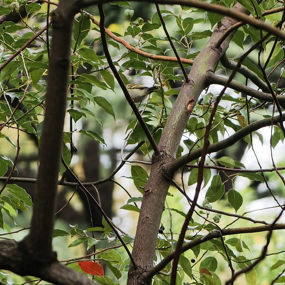 Pallas's Leaf Warbler - ML644689247