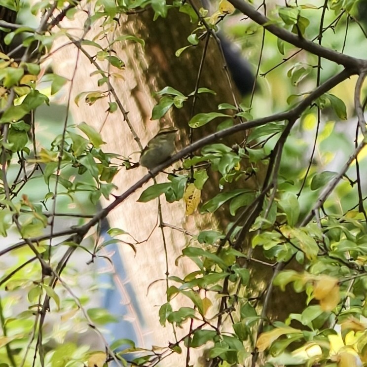 Pallas's Leaf Warbler - ML644689248