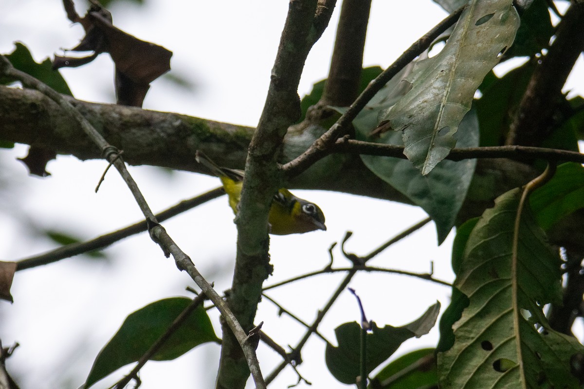 Black-eared Shrike-Babbler - ML644689249