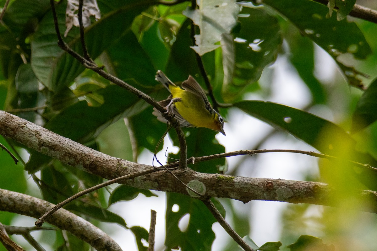 Black-eared Shrike-Babbler - ML644689250