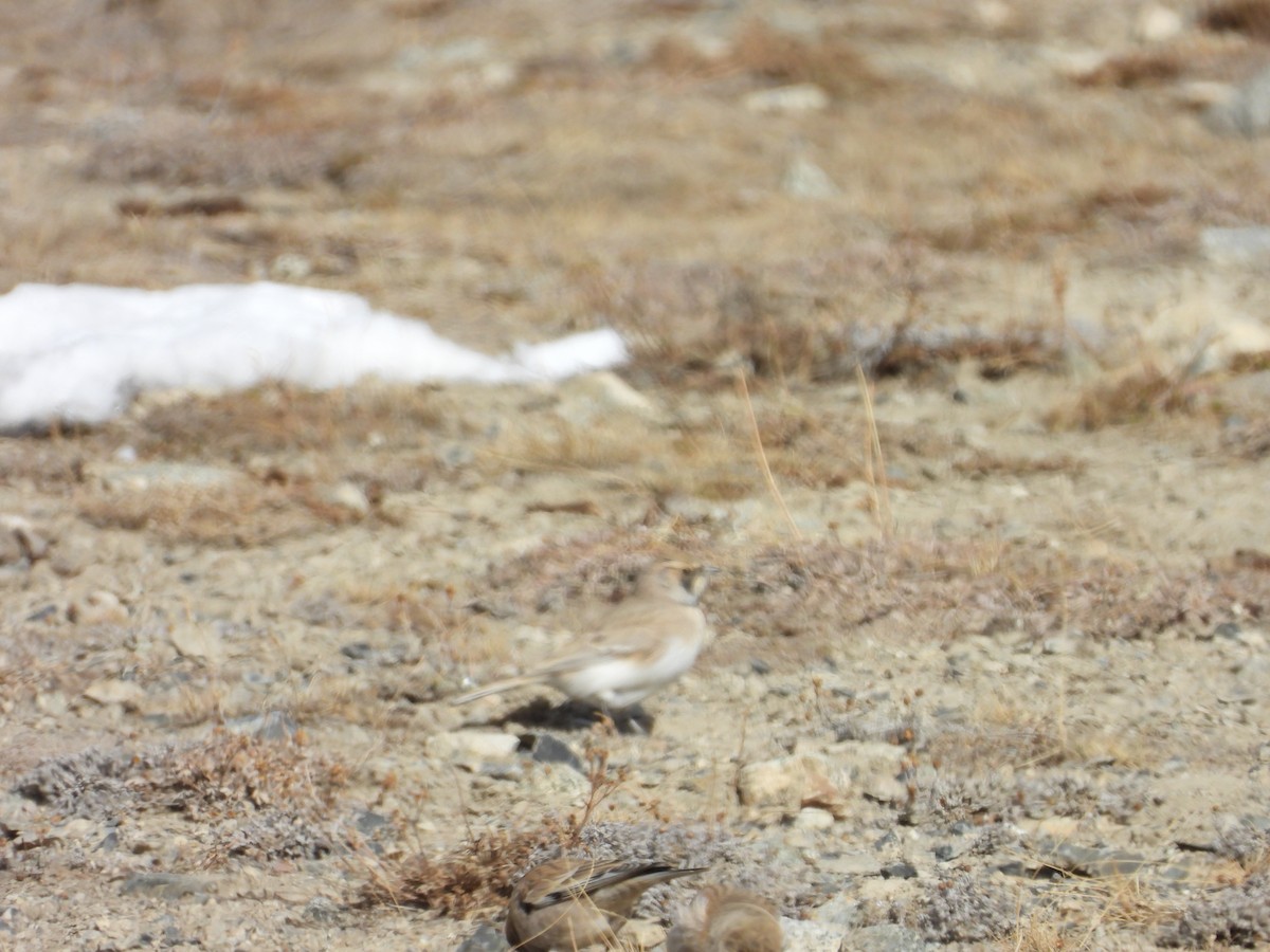 Horned Lark - ML644689251